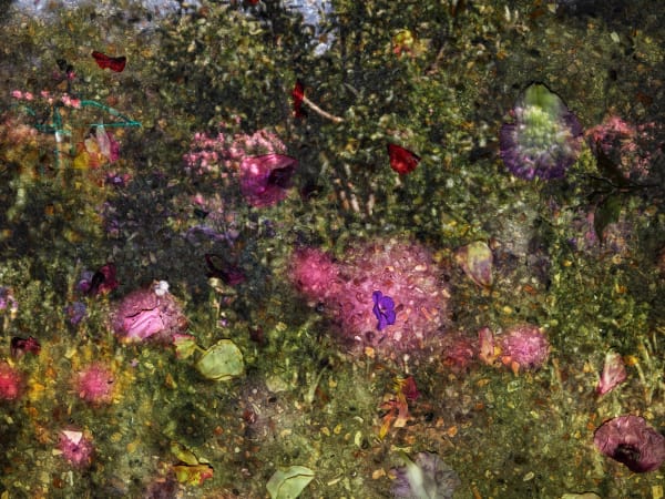 Abelardo Morell Tent-Camera Image on Ground: View of Monet's Garden #3, Giverny, France, 2023
