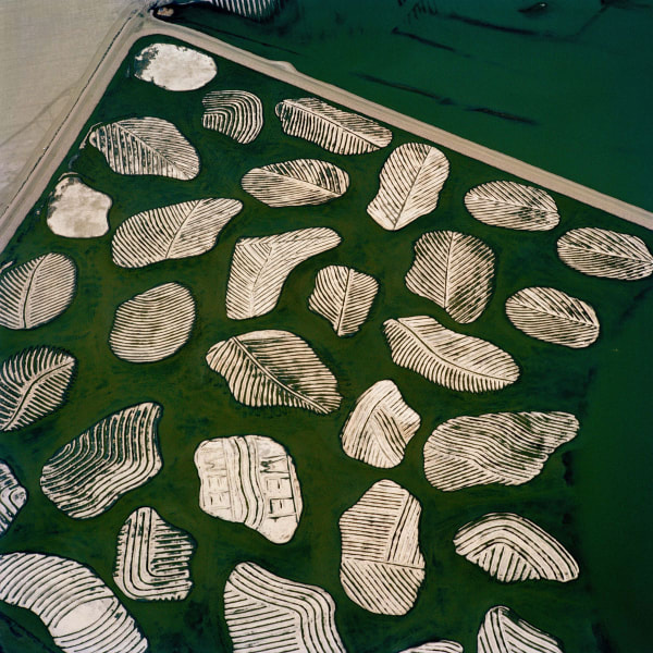 aerial view of leaf-shaped patches by lake, by David Maisel