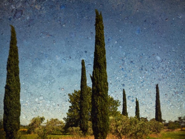 Abelardo Morell, Tent Camera Image on Ground: Six Cypresses, Near Arles, France, 2022