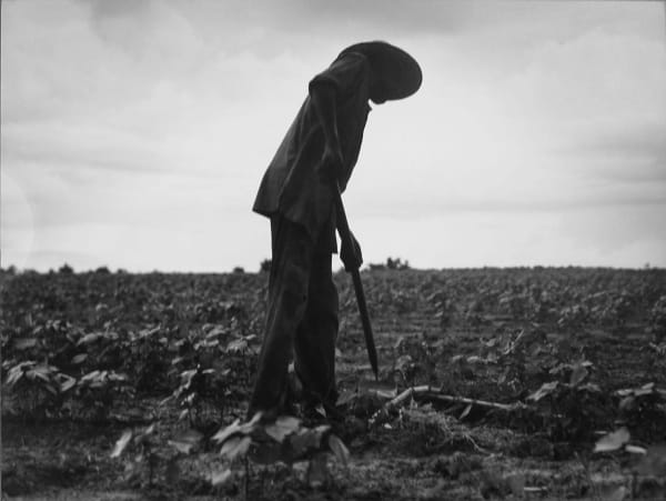 Dorothea Lange Hoeing, near Yazoo City, MS, 1937