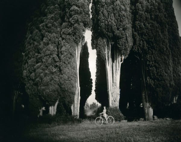Sally Mann Sempervirens ‘Stricta’, 1995