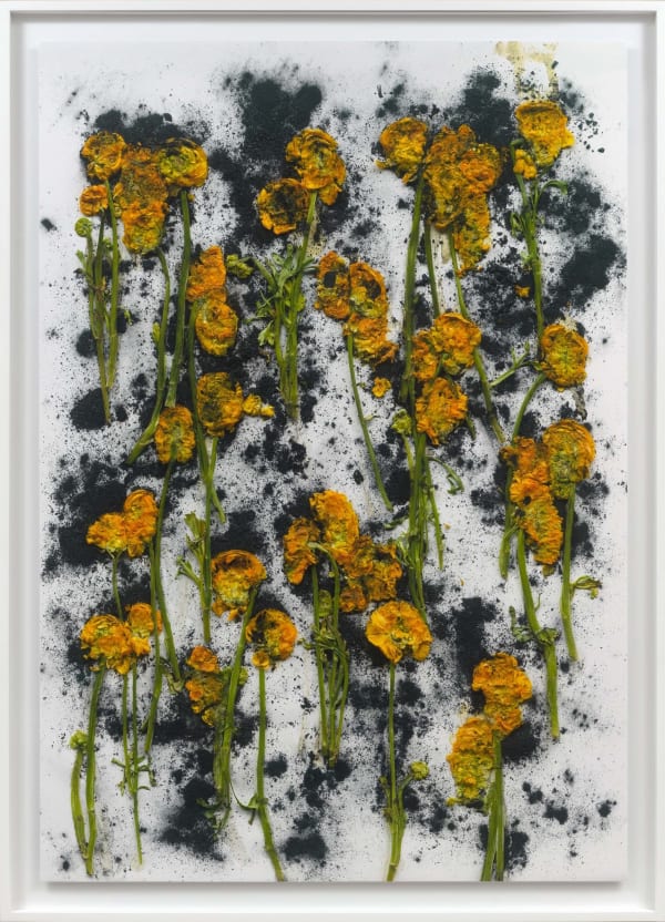 Arrangement of crushed yellow ranunculus on crushed charcoal in abstract arrangement by Adam Fuss from Theia series