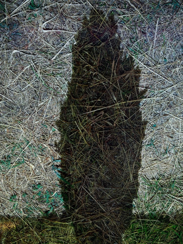 Abelardo Morell Tent-Camera Image on Ground: Cypress, Near Arles, France, 2022
