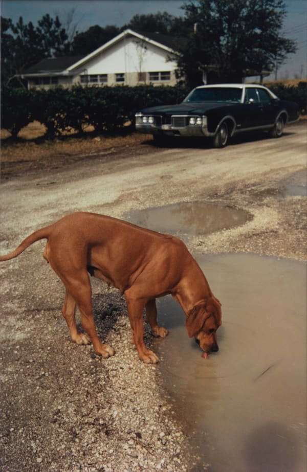 William Eggleston Algiers Louisiana brown dog drinking muddy water from puddle blue car in background