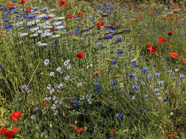 Abelardo Morell Field of Flowers Near Vetheuil, 2023