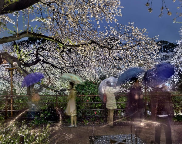 Matthew Pillsbury photograph of people with umbrellas underneath cherry blossom trees at night portrayed through long exposure shot