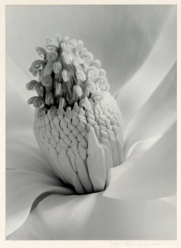 Close-up of magnolia flower stamen by Imogen Cunningham