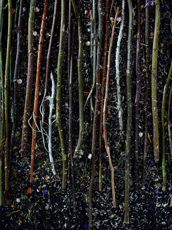 Abelardo Morell Flowers for Lisa #7 flower stems against black background looks like a forest