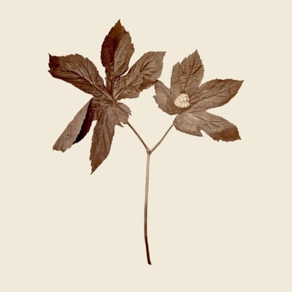 Debora Hirsch Herbaria (Hydrastis Canadensis, New York State), 2024 Inkjet print 7 x 7 in 17.8 x 17.8 cm Edition of 3