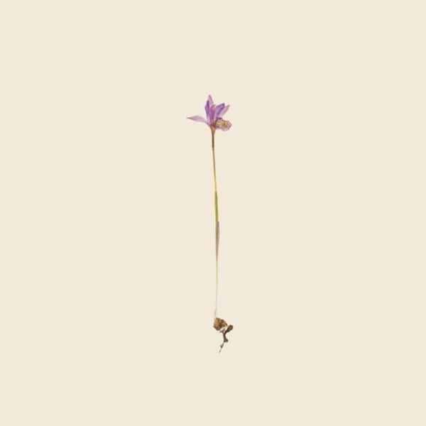 Debora Hirsch Herbaria (Arethusa bulbosa, New York State), 2024 Inkjet print 7 x 7 in 17.8 x 17.8 cm Edition of 3