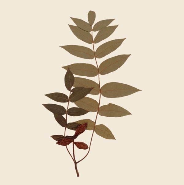 Debora Hirsch Juglans cinerea, 2024 Inkjet print 7 x 7 in 17.8 x 17.8 cm Edition of 3