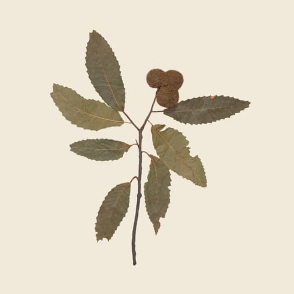Debora Hirsch Herbaria (Castanea dentata, US), 2024 Inkjet print 7 x 7 in 17.8 x 17.8 cm Edition of 3