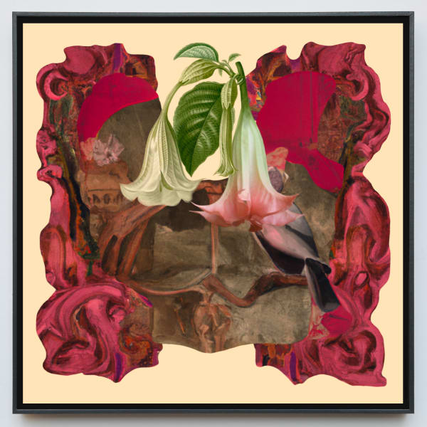Debora Hirsch PLANT (Brugmansia suaveolens), 2024 Cibachrome print 13 x 13 in 33 x 33 cm