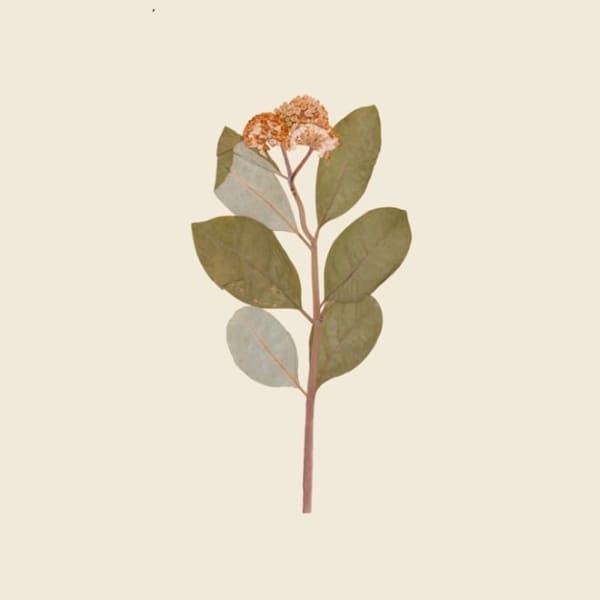 Debora Hirsch Herbaria (Asclepias variegata, New York State), 2024 Inkjet print 7 x 7 in 17.8 x 17.8 cm Edition of 3