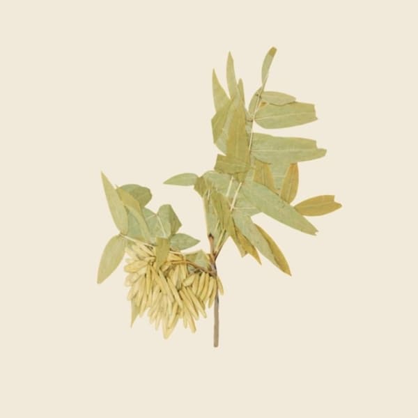 Debora Hirsch Herbaria (Fraxinus nigra, New York State), 2024 Inkjet print 7 x 7 in 17.8 x 17.8 cm Edition of 3
