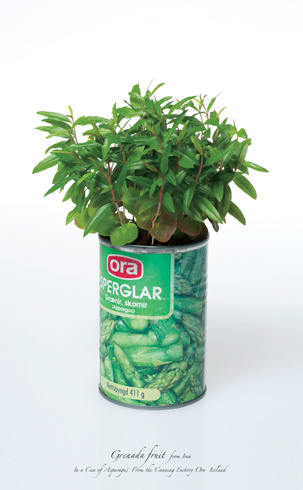 Nýbúar (Pomegranate in a Can of Asparagus)