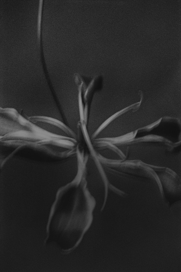 Elizabeth Alderliesten, Lus, 2020