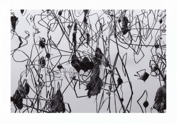 Tomohiro Muda, Mizu No Bo M16, 2015