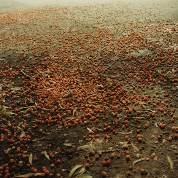 Mikiko Hara, Untitled, 2005 from Obsessive Words (#106), 2005