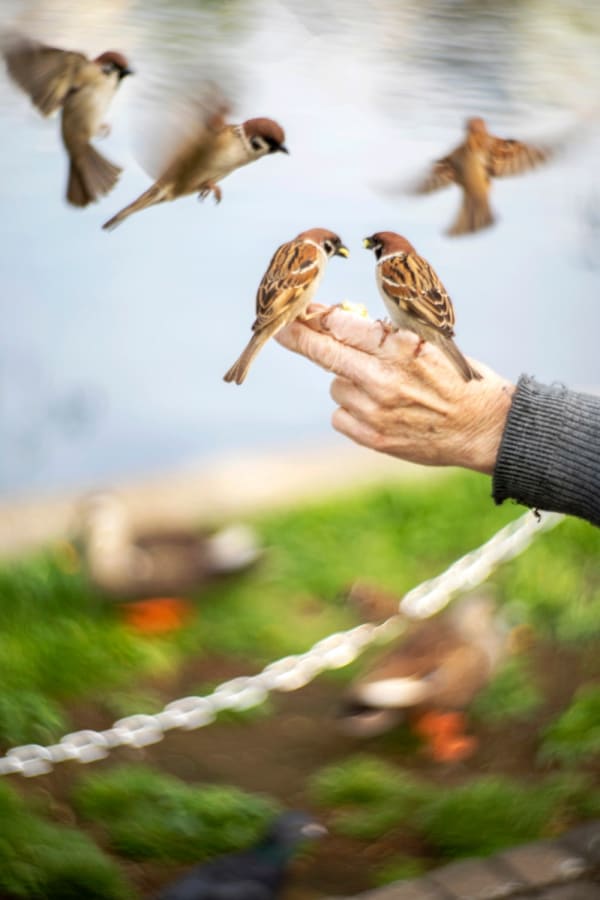 Yoshinori Mizutani, Tori to te 012, 2017