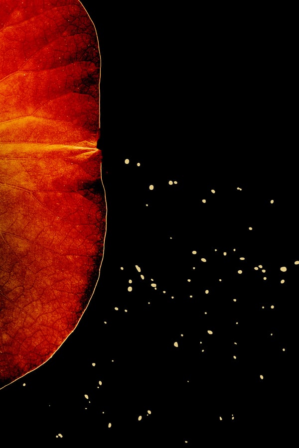 Paul Cupido, Minamoto, 2019