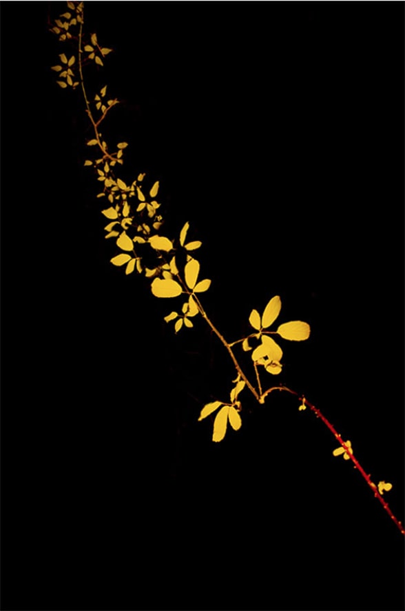 Paul Cupido, Mukayu #10, 2019