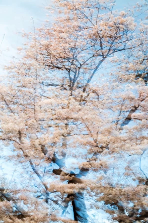 Yoshinori Mizutani, Sakura 006, 2015