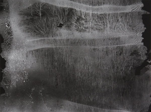 Daisuke Yokota, Lichen No. 15, 2014