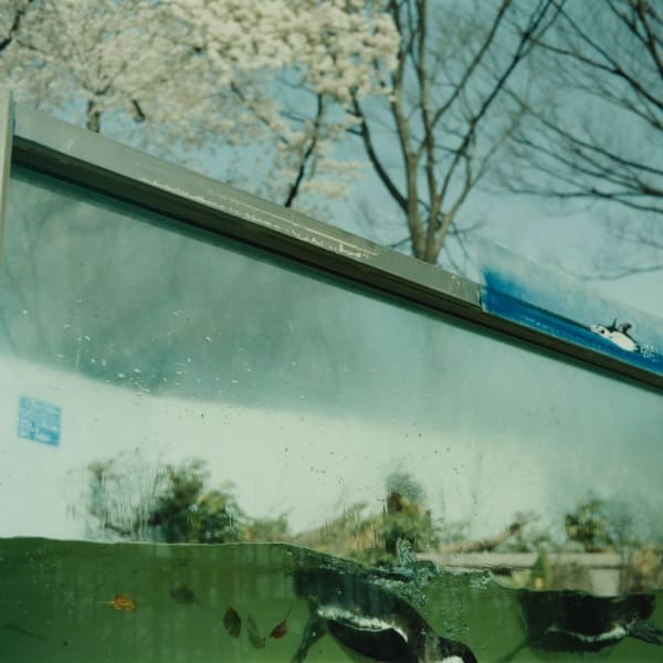 Mikiko Hara, Untitled, 2006 from Humoresque (#113), 2006