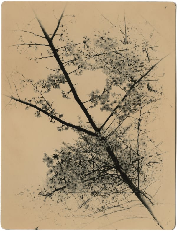 Miho Kajioka, BK0631, 2020