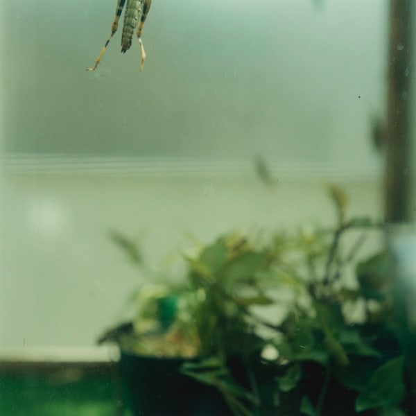 Mikiko Hara, Untitled, 2006 from Tentacles of Glance (#120)