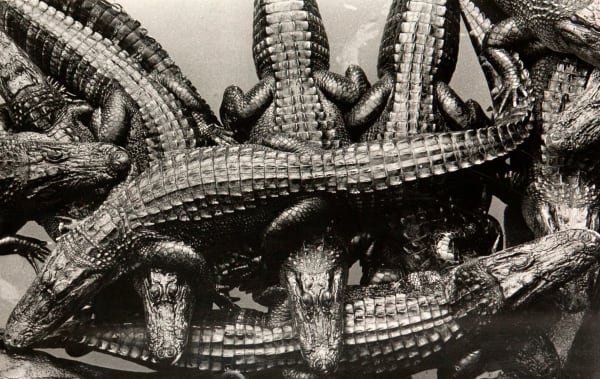 Kiyoshi Niiyama, Atagawa Crocodile Garden, Shizuoka Prefecture, 1965