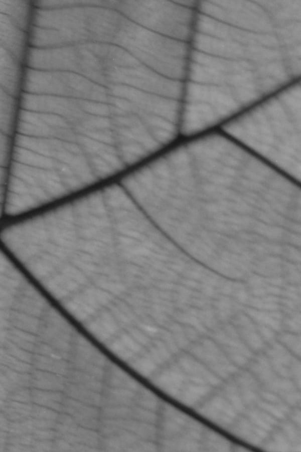 Elizabeth Alderliesten, Maroi, 2022