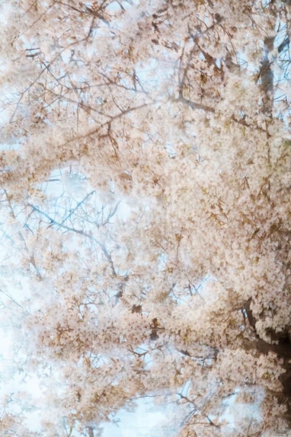 Yoshinori Mizutani, Sakura 010, 2015