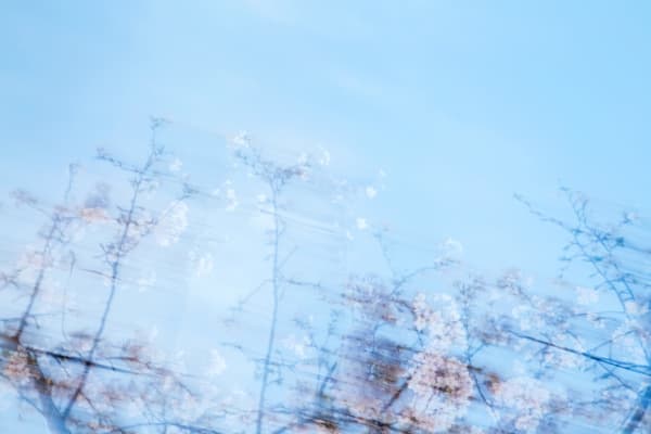 Yoshinori Mizutani, Sakura 003, 2015