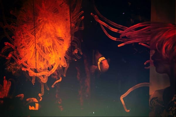 IBASHO Photo Competition 2016, Christian Arts - Waking, 2016