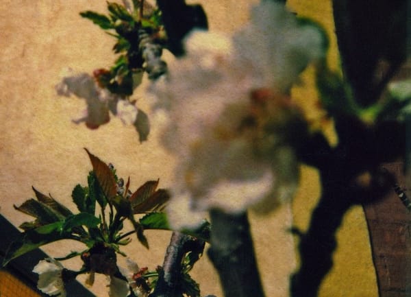 Albarrán Cabrera, The Mouth of Krishna #91, 2012/2018