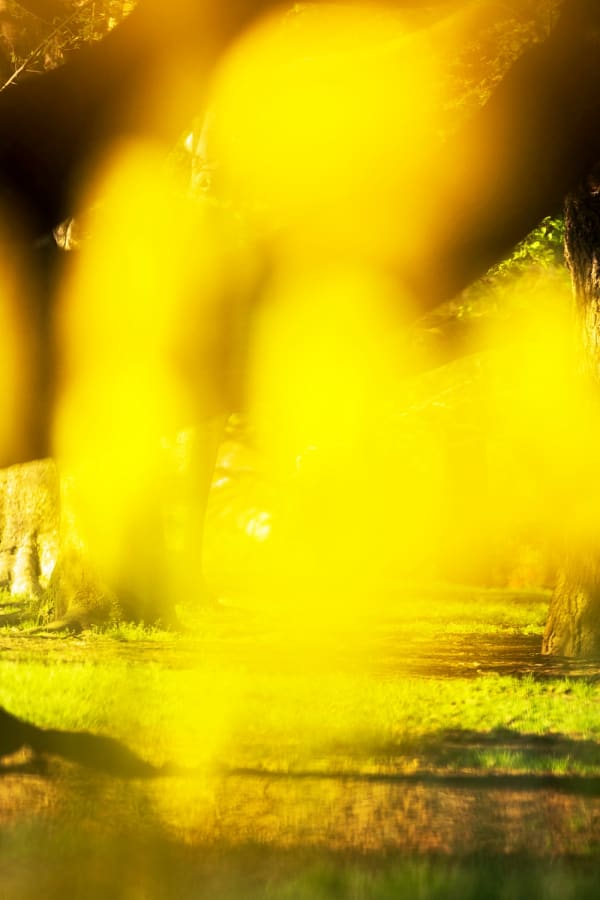 Yoshinori Mizutani, Voices of Flowers 007, 2016