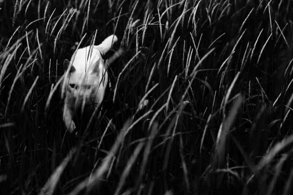 NEKO Project, Junichi Ichikawa - Untitled