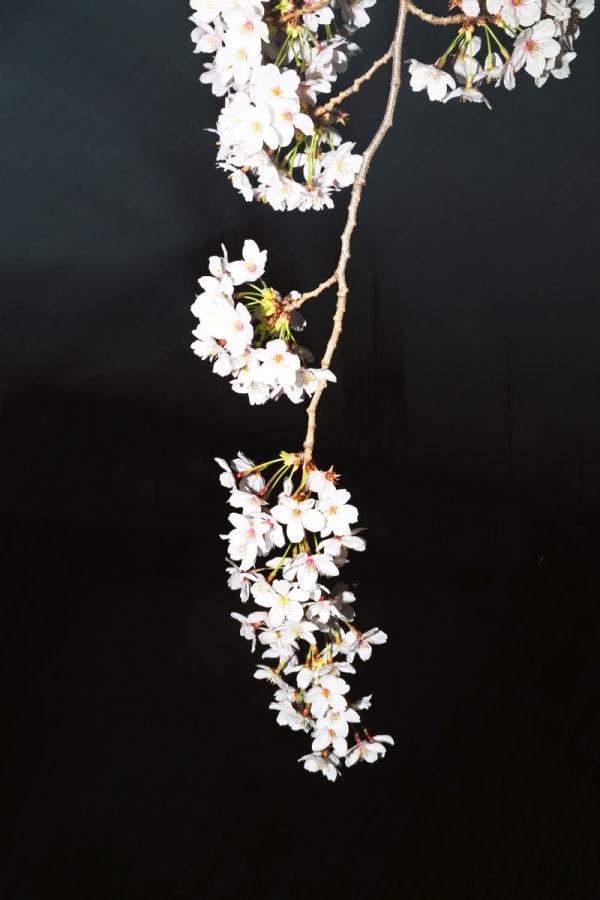 Yoshinori Mizutani, Sakura 023, 2015