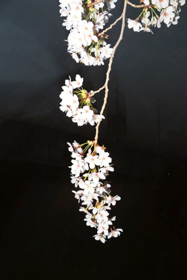 Yoshinori Mizutani, Sakura 023, 2015