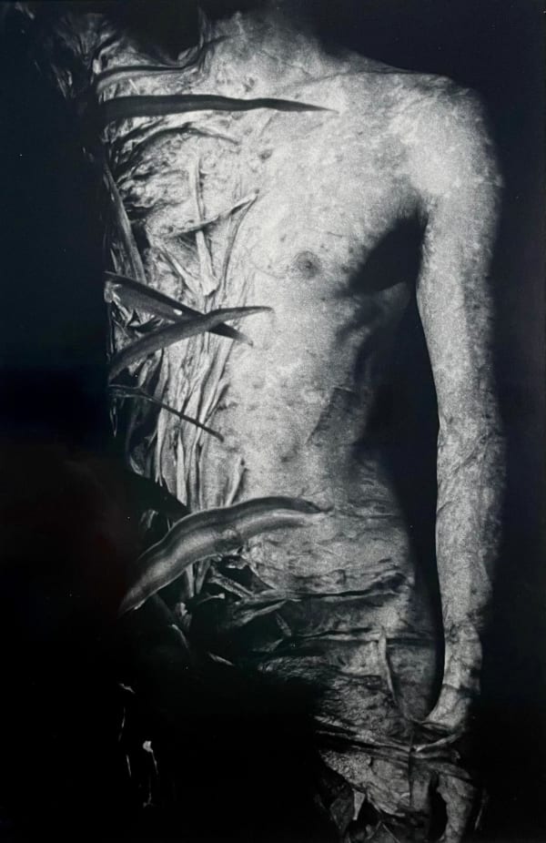 Yoko Mazuki, Muddy Pineapple, 2000