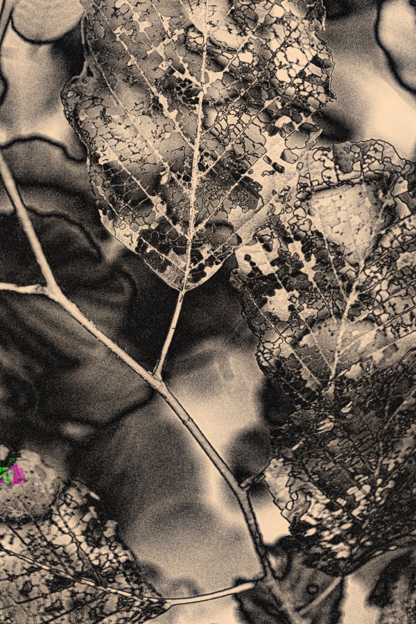 Albarrán Cabrera, The Mouth of Krishna #348, 2014/2021