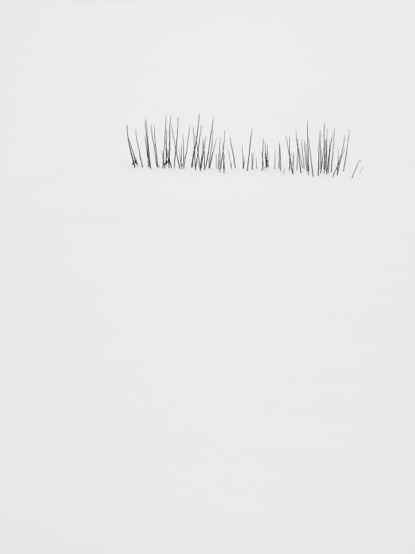 Yoshinori Saito, Oppita, 2013