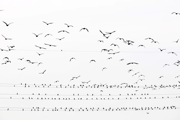 Yoshinori Mizutani, Kawau 001, 2015