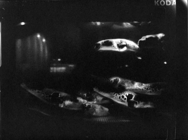 Ronin de Goede, Diary No. 241816, 2020