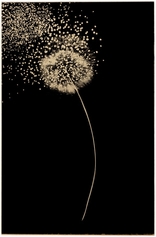 Paul Cupido, Tanpopo, 2018