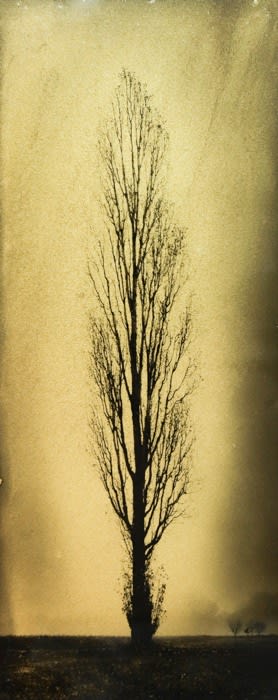 Naohiro Ninomiya, Glanage-6, 2019