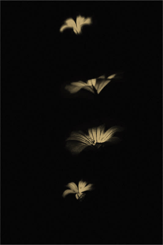 Paul Cupido, Summersault