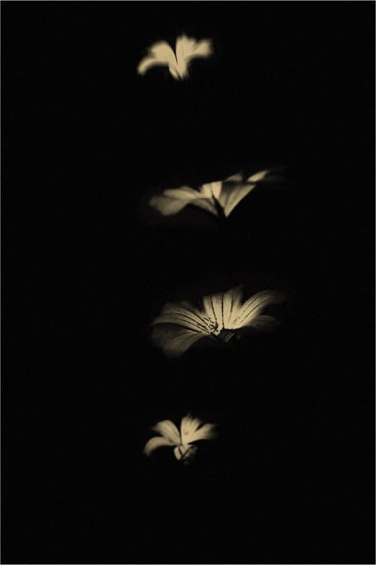 Paul Cupido, Summersault